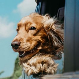 Dog with wind in fur looking out of a car window