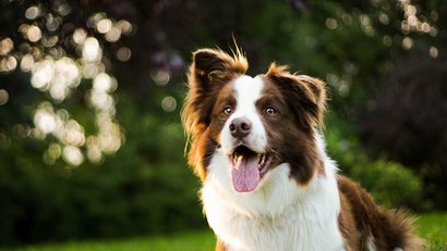 Happy brown and white Border Collie dog outdoors