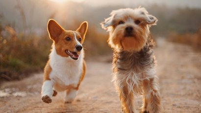 Two dogs happily running on a path at sunset