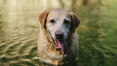 A Labrador standing in water with tongue hanging out