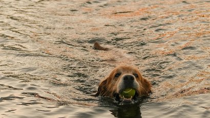 Golden Retriever swimming in water with tennis ball in mouth