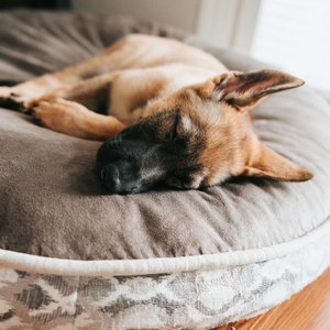 Sleeping dog on gray dog bed on wooden floor