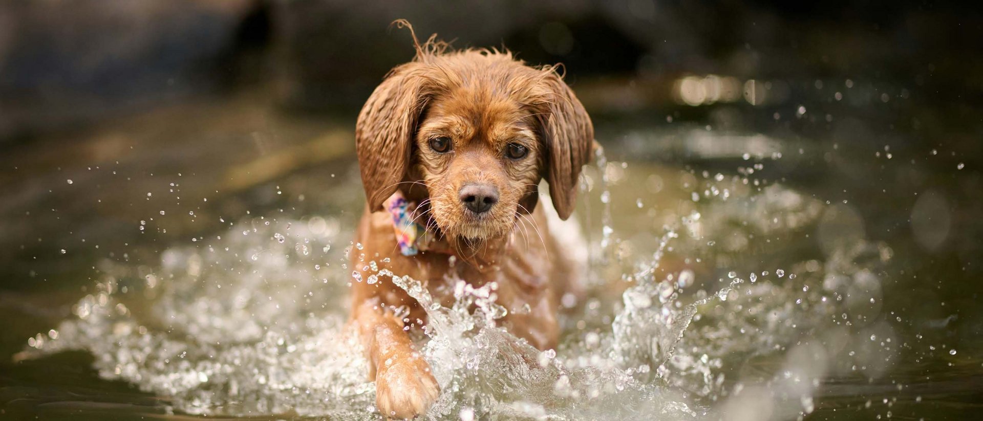 Wet dog jumping into water splashing around