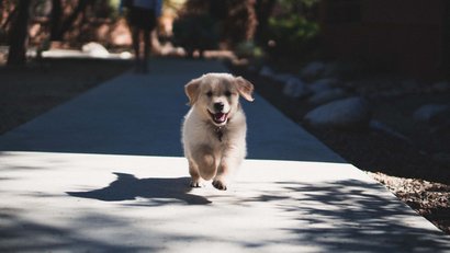 Happy puppy running on an outdoor concrete path