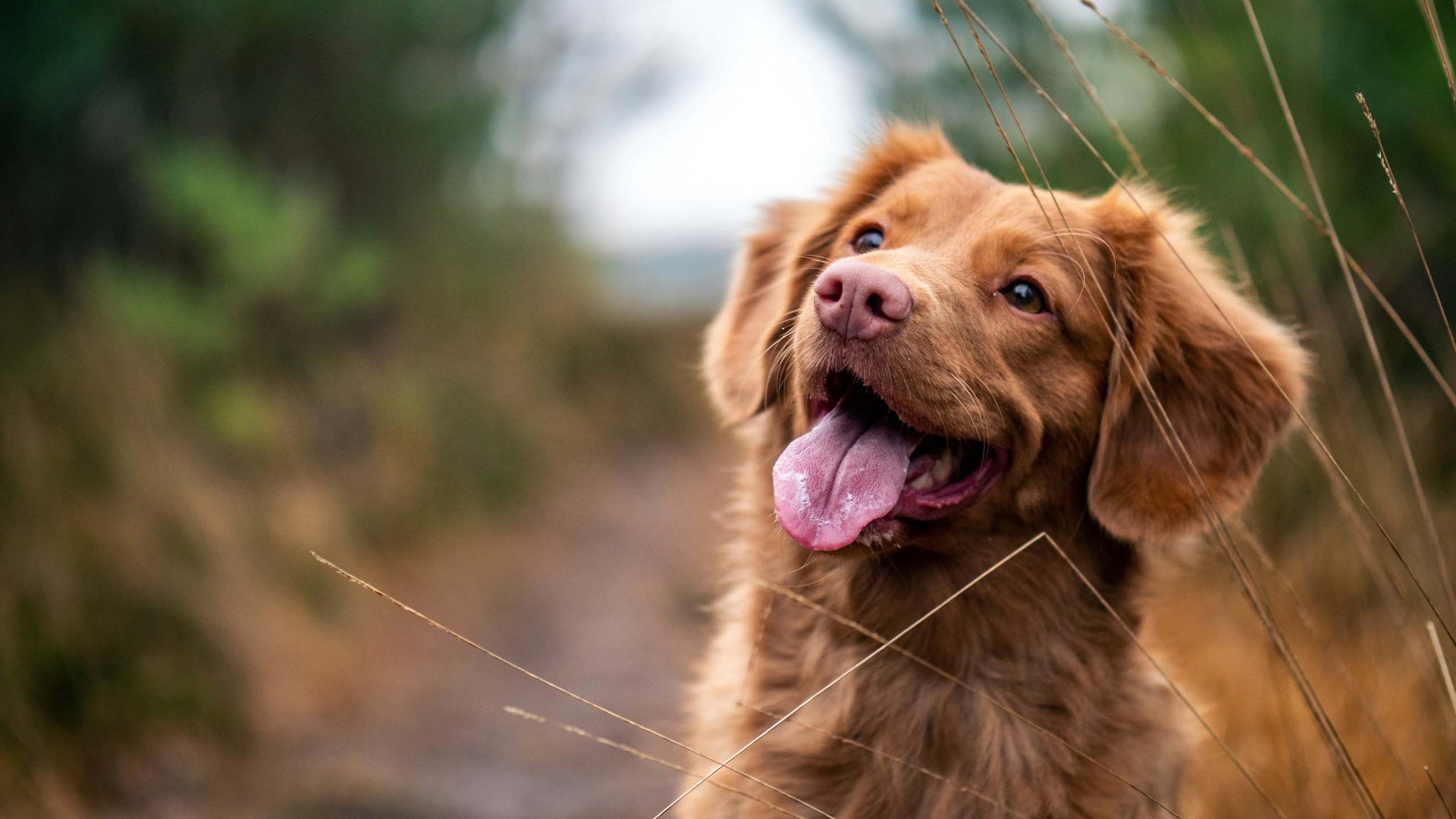 Happy brown dog outdoors with tongue out
