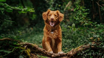 Happy dog in forest behind a fallen tree